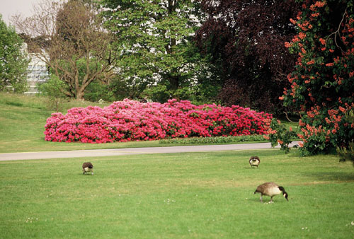 Rhododendron in einem englischen Park
