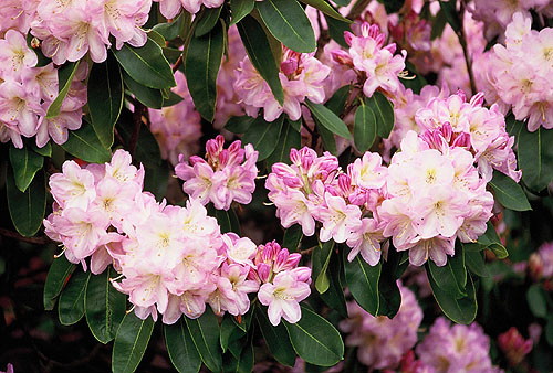 Ein Prachtexemplar von einem Rhododendron