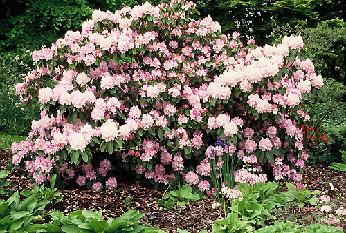 Prächtig blühender Rhododendron