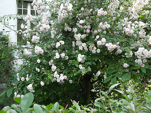 Rambler-Rose Paul's Himalayan Musk in einem Kirschbaum
