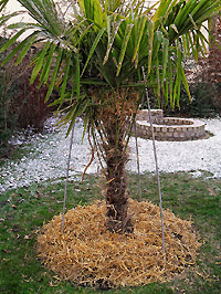 Frostschutz für winterharte Palmen