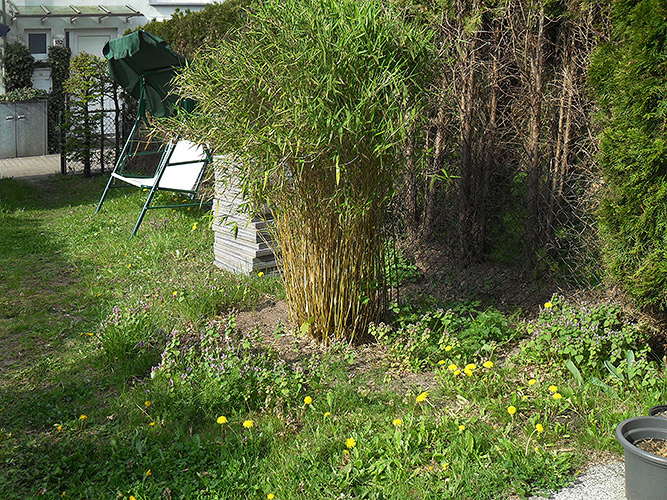 Verwilderter Rasen und verkümmerter Bambus