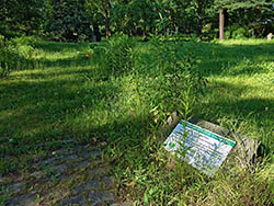 Ruhegemeinschaft Zentralfriedhof Friedrichsfelde - Zustand im Sommer 2019