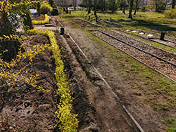 Ruhegemeinschaft Zentralfriedhof Friedrichsfelde - Neue Hecke im März 2020