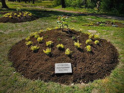 Ruhegemeinschaft Zentralfriedhof Friedrichsfelde - Kreis des Lebens im April 2020
