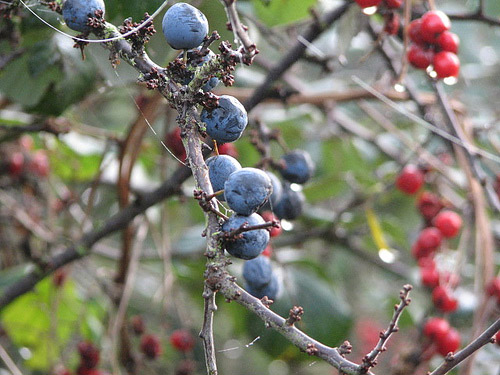 Schlehe, Prunus spinosa, und Weidorn, Crataegus