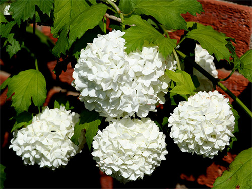 Schneeball, Viburnum opulus 'Roseum'