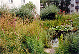 Naturnaher Teich mitten in der Stadt