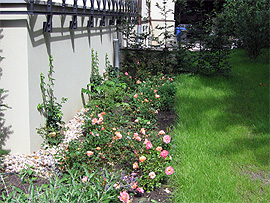Rosenpflanzung vor der Terrassenmauer