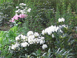 Weißer Rhododendron 'Cunningham's White'