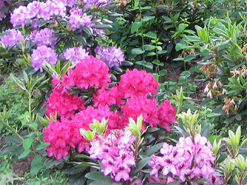 Rhododendronpflanzung in verschiedenen Farben
