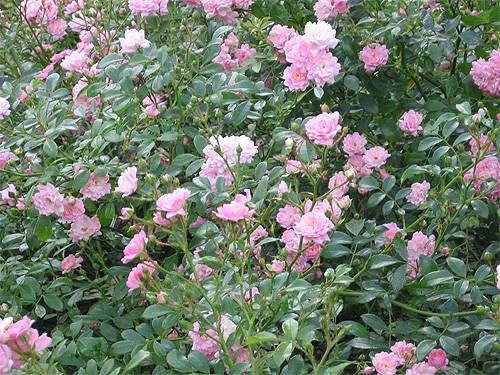 'Paul's Himalayan Musk'