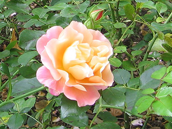 Rose 'Cubana'