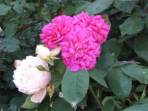 'Conrad Ferdinand Meyer' und 'Rose de Resht'